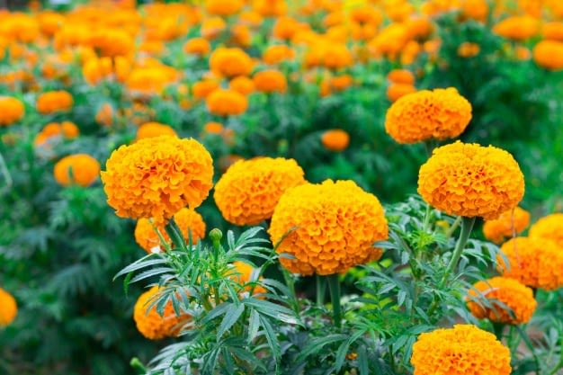 तिहारलाई ५० हजारभन्दा बढी सयपत्री फूलको माला आयात हुँदै
